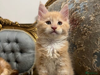 Maine Coon cats Maine Coon Kittens 🏆 20+ gen 🧬 pedigree 🎄🎄🎄 - Advert 8