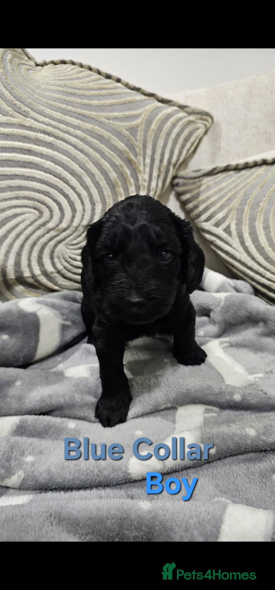 Cockapoo dogs for sale: Beautiful Merle Cockapoo puppies - Advert 9