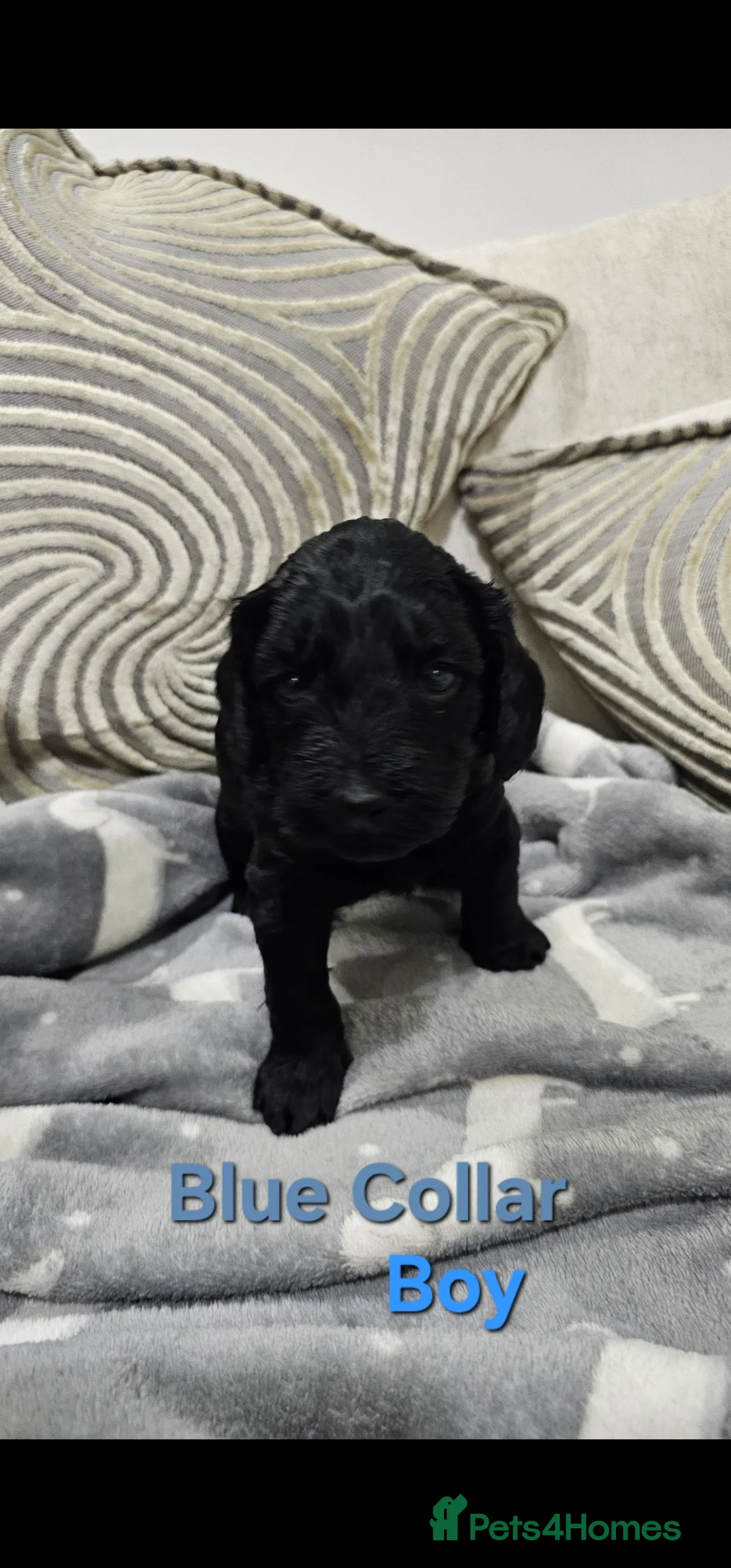 Cockapoo dogs for sale: 2 Beautiful female cockapoo left - Advert 19