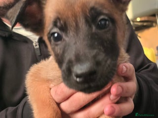 Belgian Shepherd Dog dogs Belgium malinois pups - Advert 1