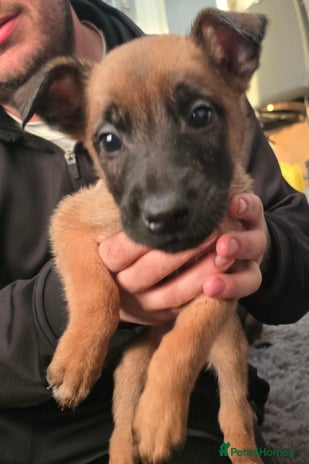 Belgian Shepherd Dog dogs Belgium malinois pups - Advert 1