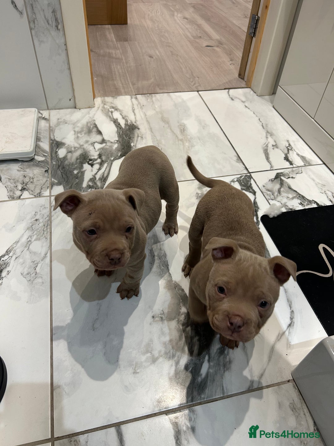 American Bully dogs for sale: Beautiful pocket bully’s final boy remaining  - Image 7