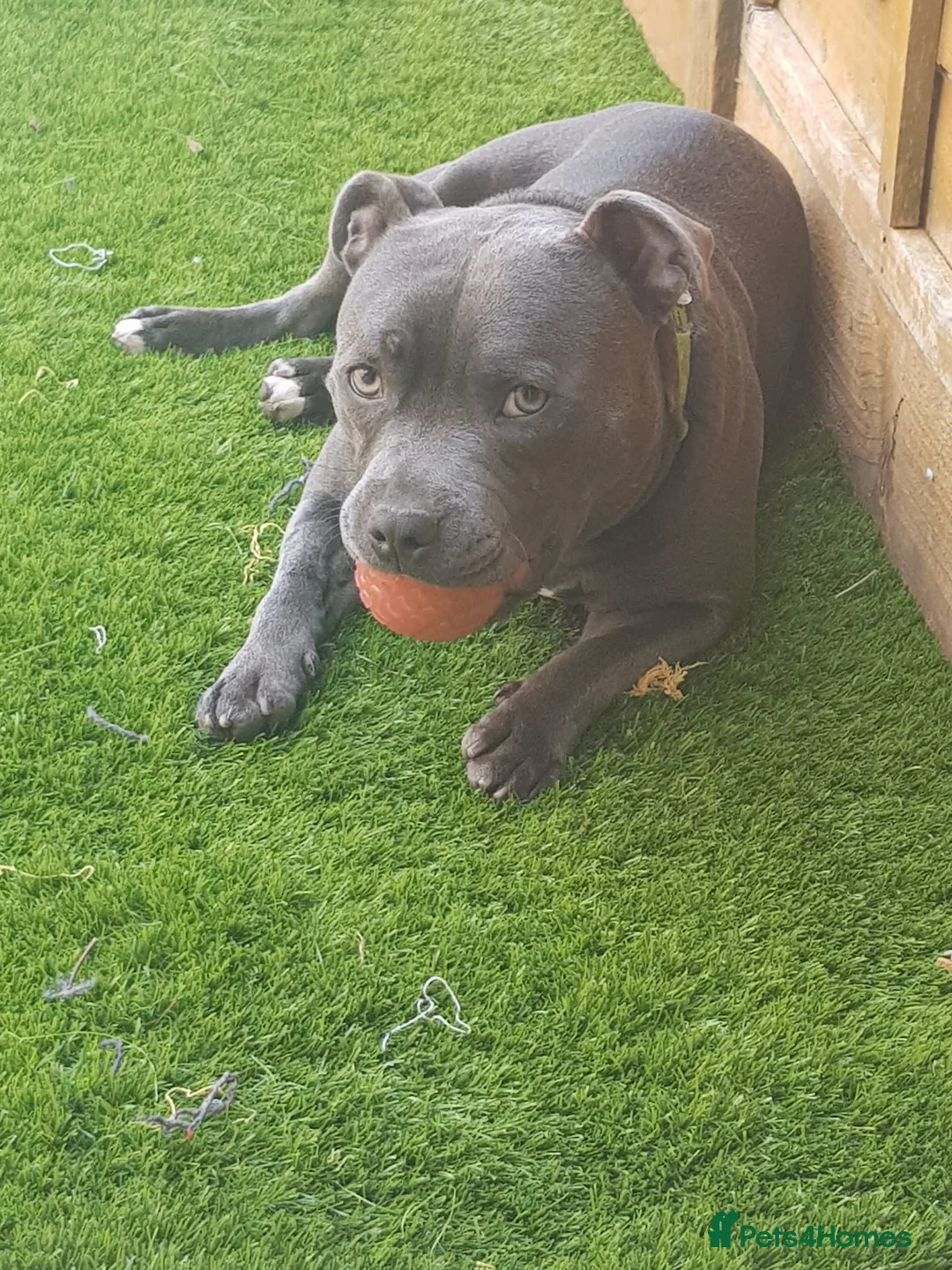 Staffordshire Bull Terrier dogs for sale: 💙 Hi, I’m Diesel 💙  8-yr-old KC Reg Blue SBT - Advert 2