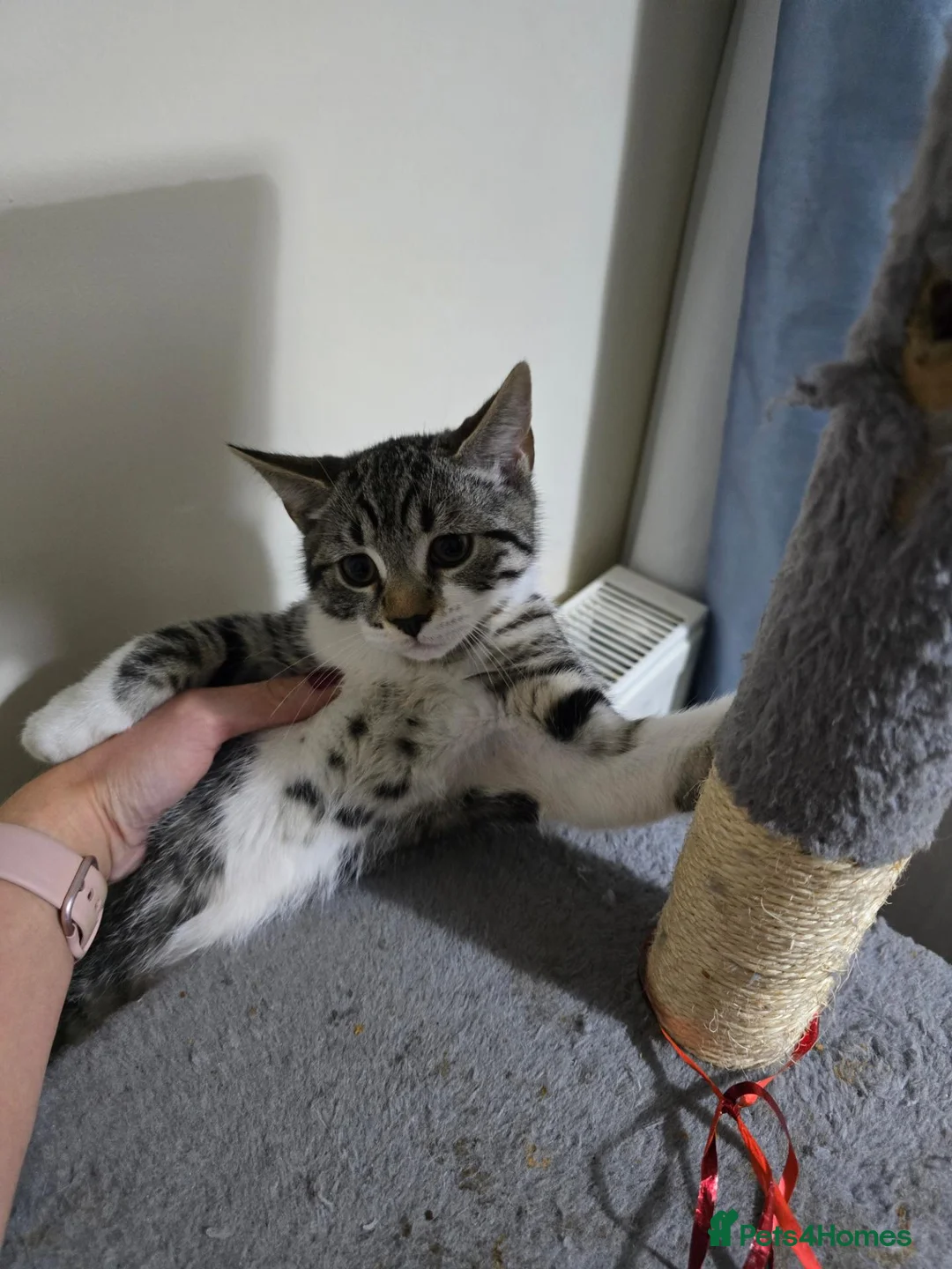 Mixed Breed cats for sale: Adorable Kittens Looking for Their Forever Homes in Derby - Advert 2