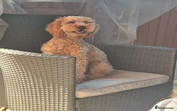 Miniature Poodle dogs for sale: 1 year old minature poodle - Advert 2