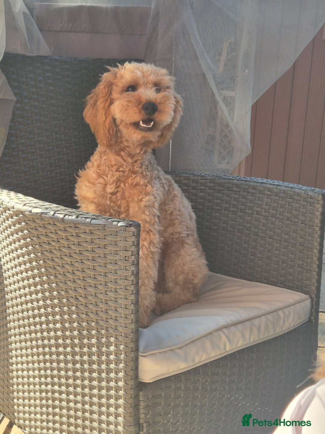 Miniature Poodle dogs for sale: 1 year old minature poodle - Advert 2