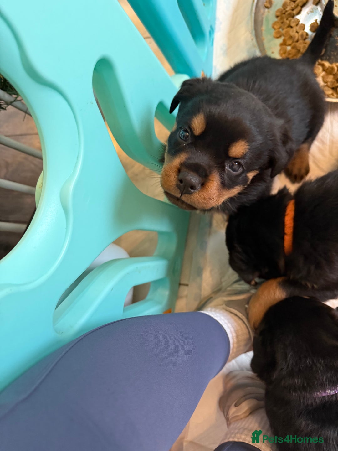 Rottweiler dogs for sale: Chunky Rottweiler puppies - Advert 8