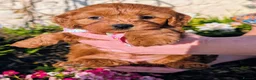 Cavapoo dogs for sale: ❤️ Ruby Red F1b Miniature Cavapoo Teddy Bear  ❤️  - Advert 22