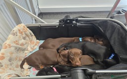 Miniature Dachshund dogs for sale: Minature Dachshund Puppy - Image 3