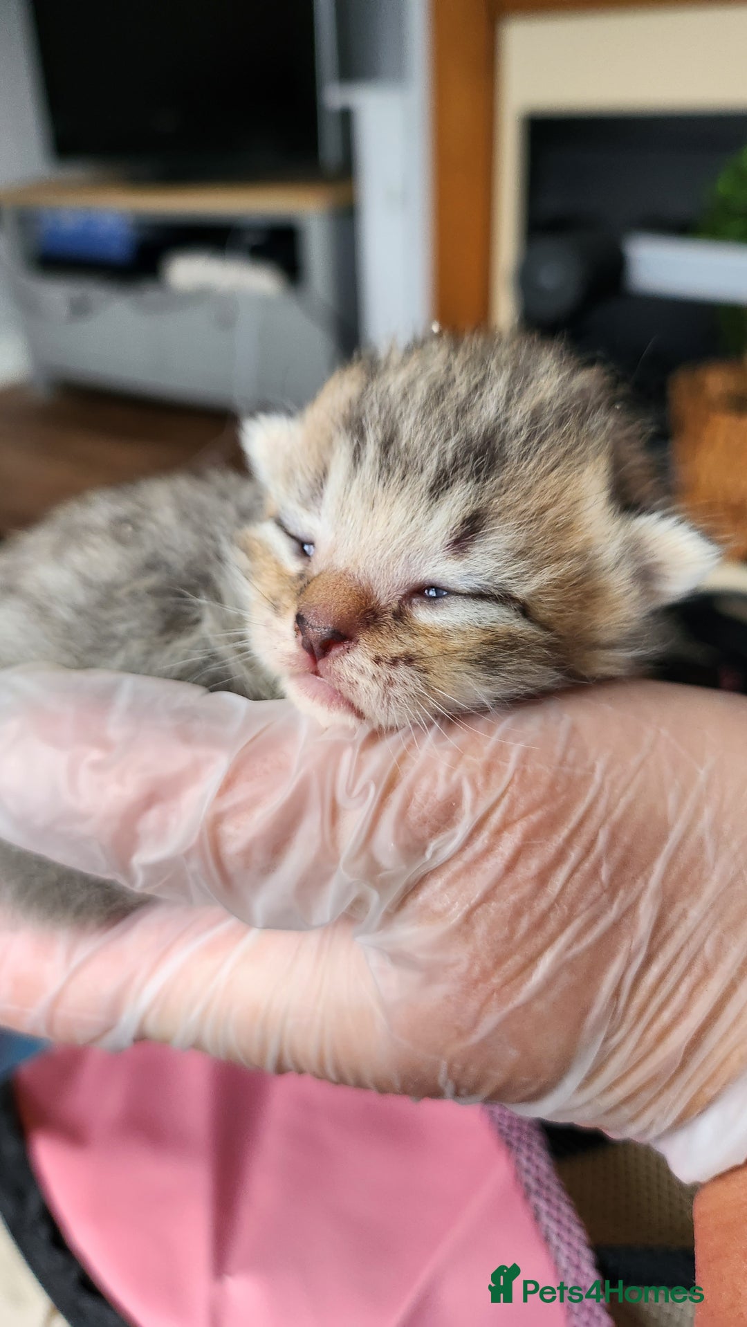 Persian cats for sale: 2 little ones looking for loving homes - Image 3