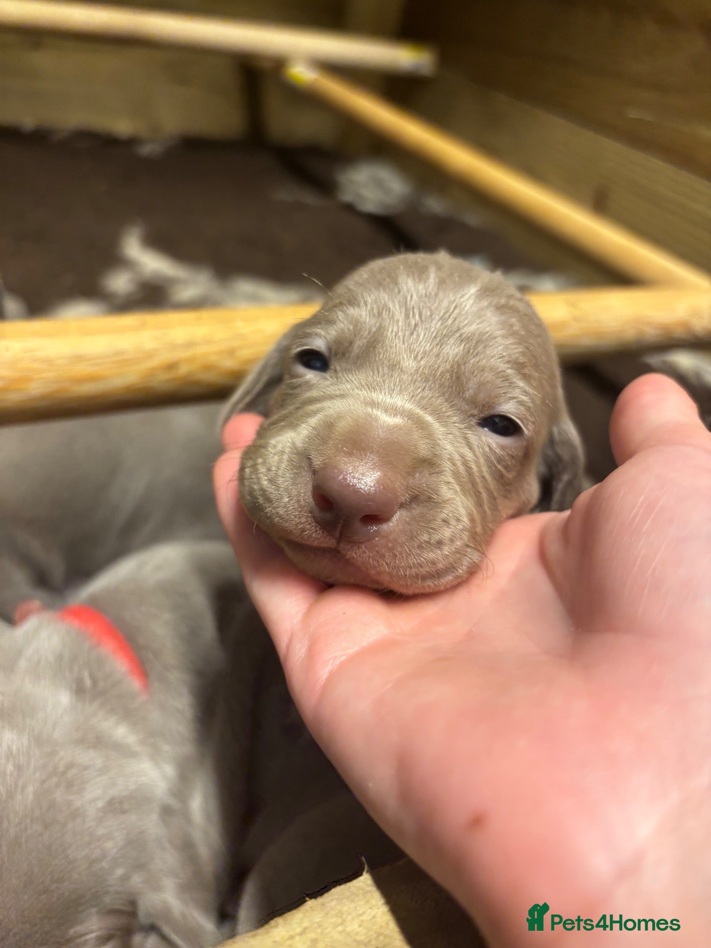 Weimaraner dogs KC registered Weimaraner Puppies  - Advert 12