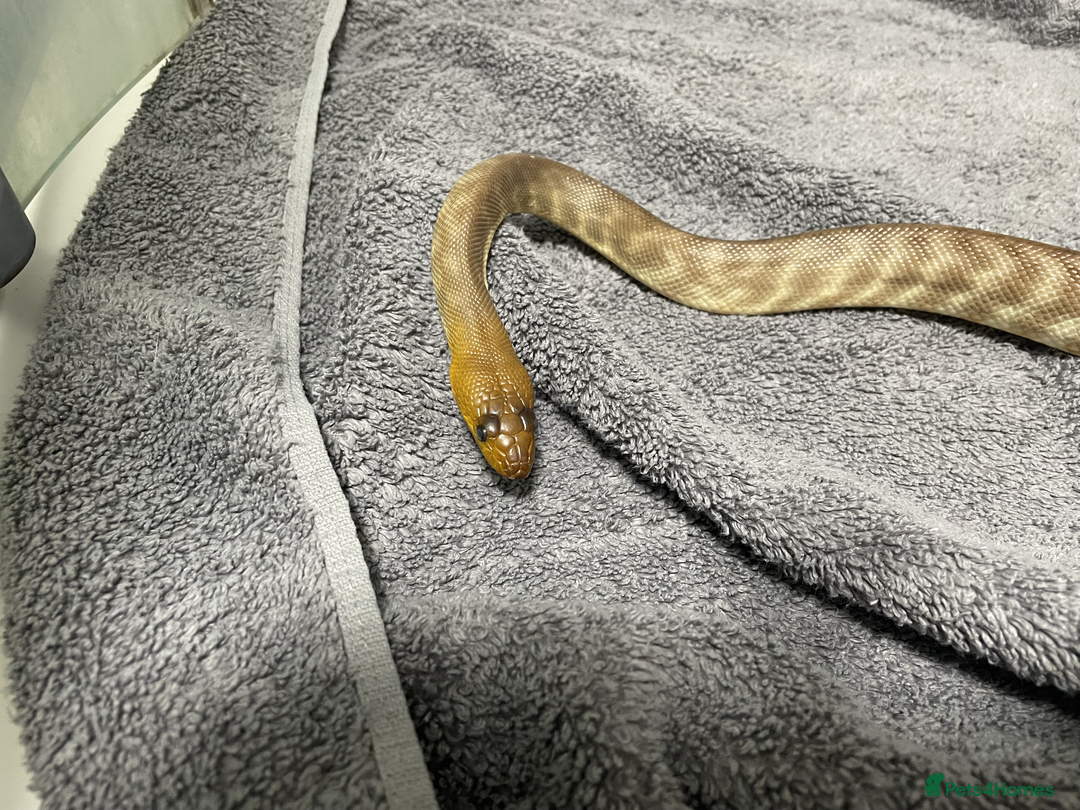 Snake reptiles for sale: Three Snakes + Madagascan Hissing Roaches - Image 2