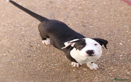 Mixed Breed dogs for adoption: ABANDONED B&W PUPPY - Image 3