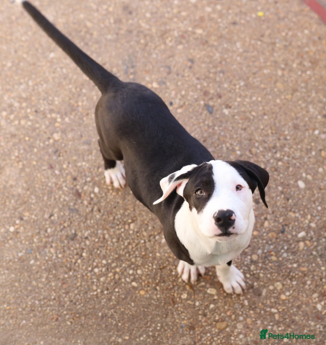 Mixed Breed dogs for adoption: ABANDONED B&W PUPPY - Image 3