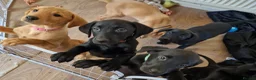 Labrador Retriever dogs for sale: Kc registered Labrador puppies  - Advert 4