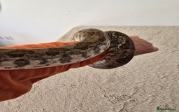 Boa Snake reptiles for sale: Boa Constrictor Job Lot – 3 Stunning 2022 Boas - Image 9