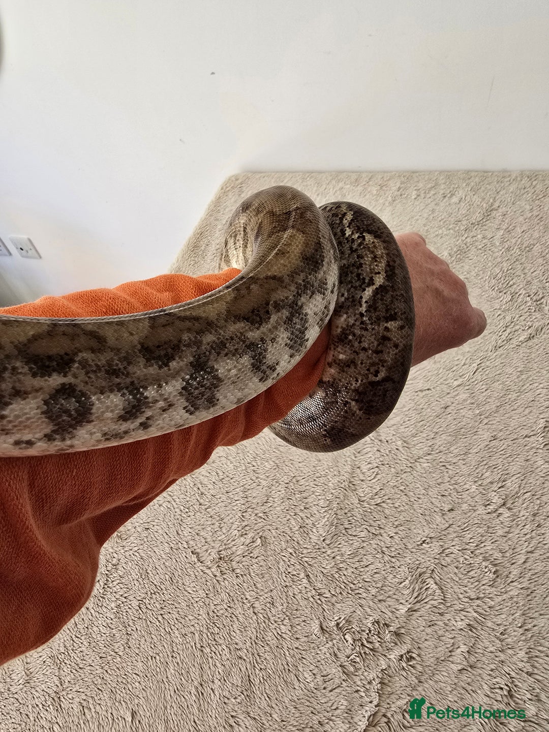 Boa Snake reptiles for sale: Boa Constrictor Job Lot – 3 Stunning 2022 Boas - Image 9