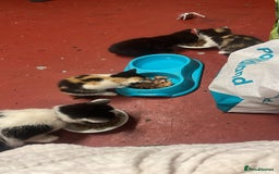 Mixed Breed cats for sale: 3 beautiful kittens - Image 1