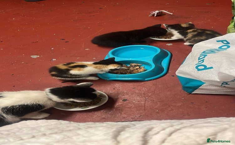 Mixed Breed cats - Advert 2