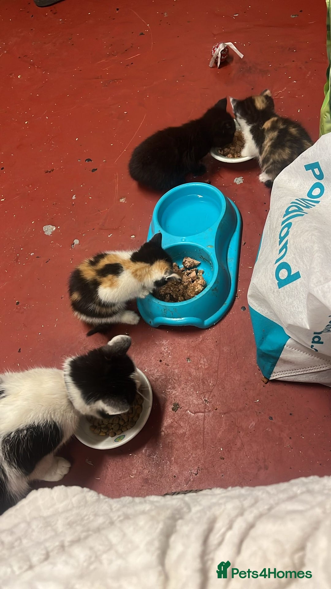 Mixed Breed cats for sale: 3 beautiful kittens - Image 1