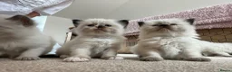 Ragdoll cats for sale: Beautiful kittens for sale  - Advert 10