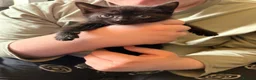 Mixed Breed cats for sale: Seven beautiful kittens that need new homes - Advert 9