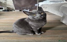 British Longhair cats for sale: British long hair Cat - Image 5