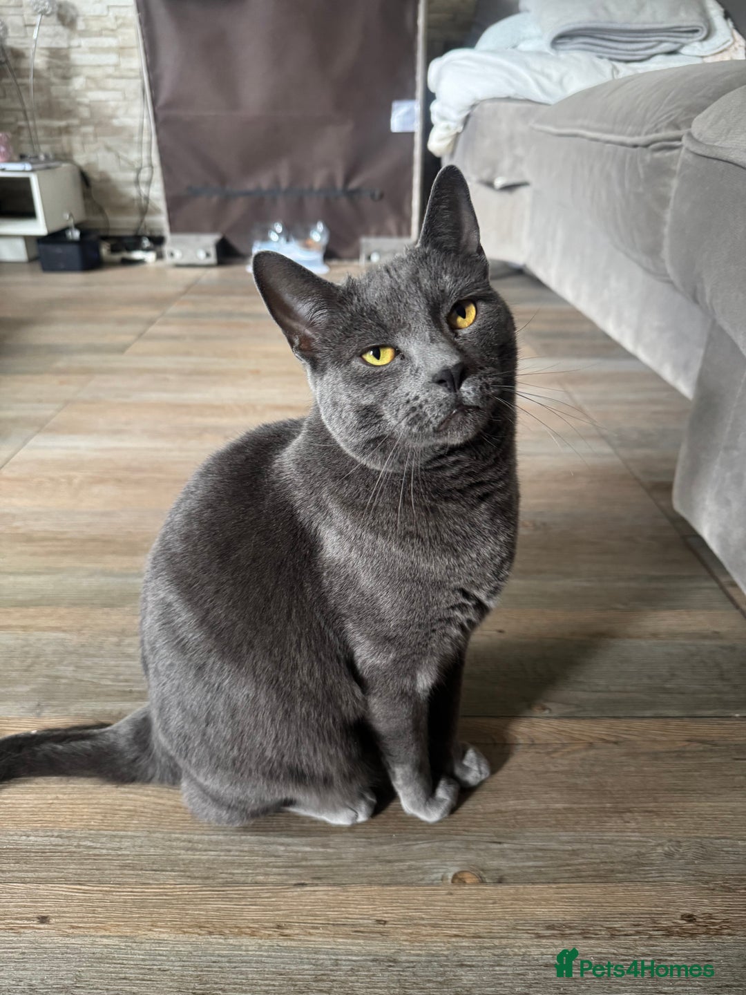 British Longhair cats for sale: British long hair Cat - Image 5