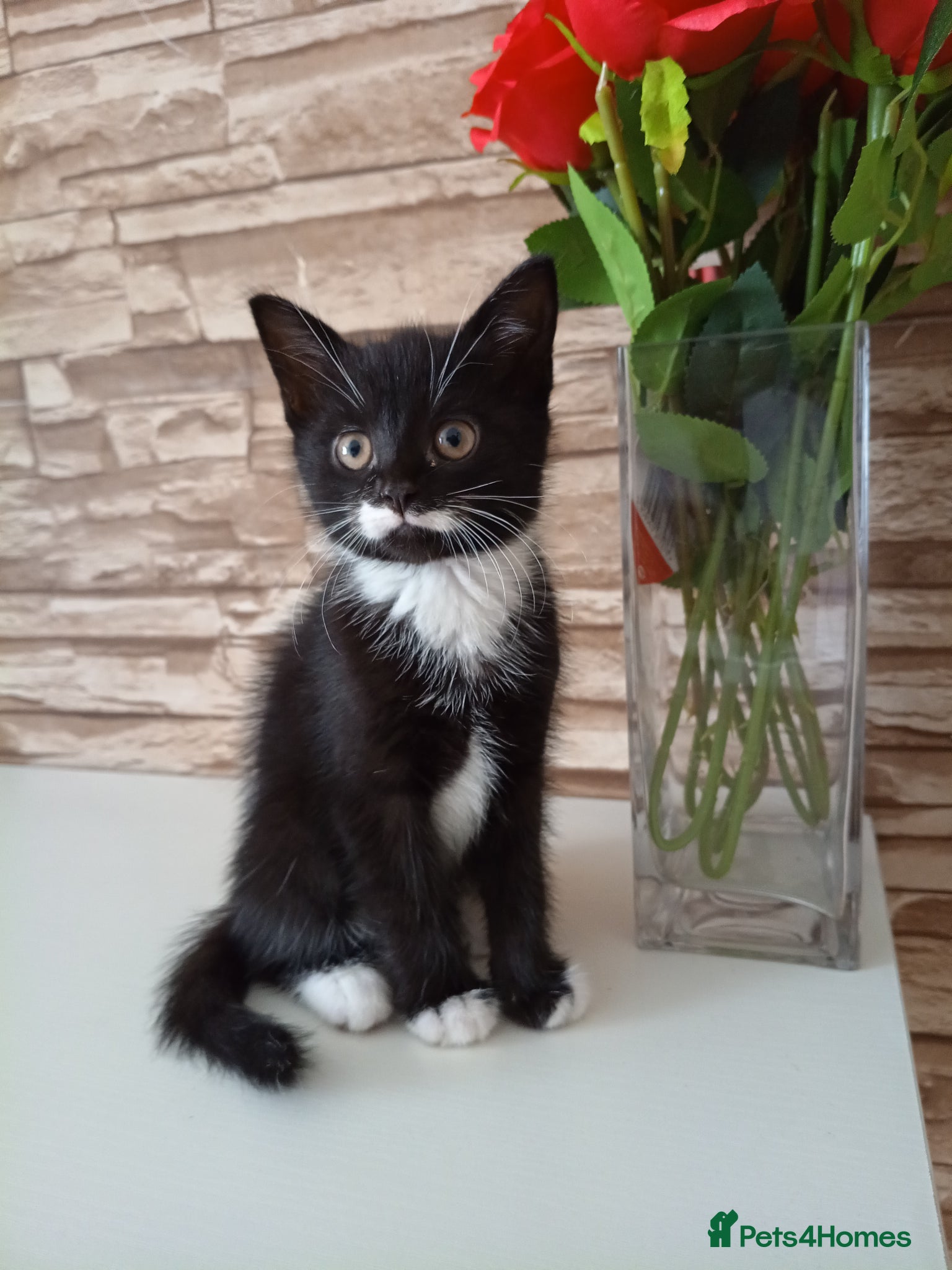 Mixed Breed cats Kittens  - Advert 2