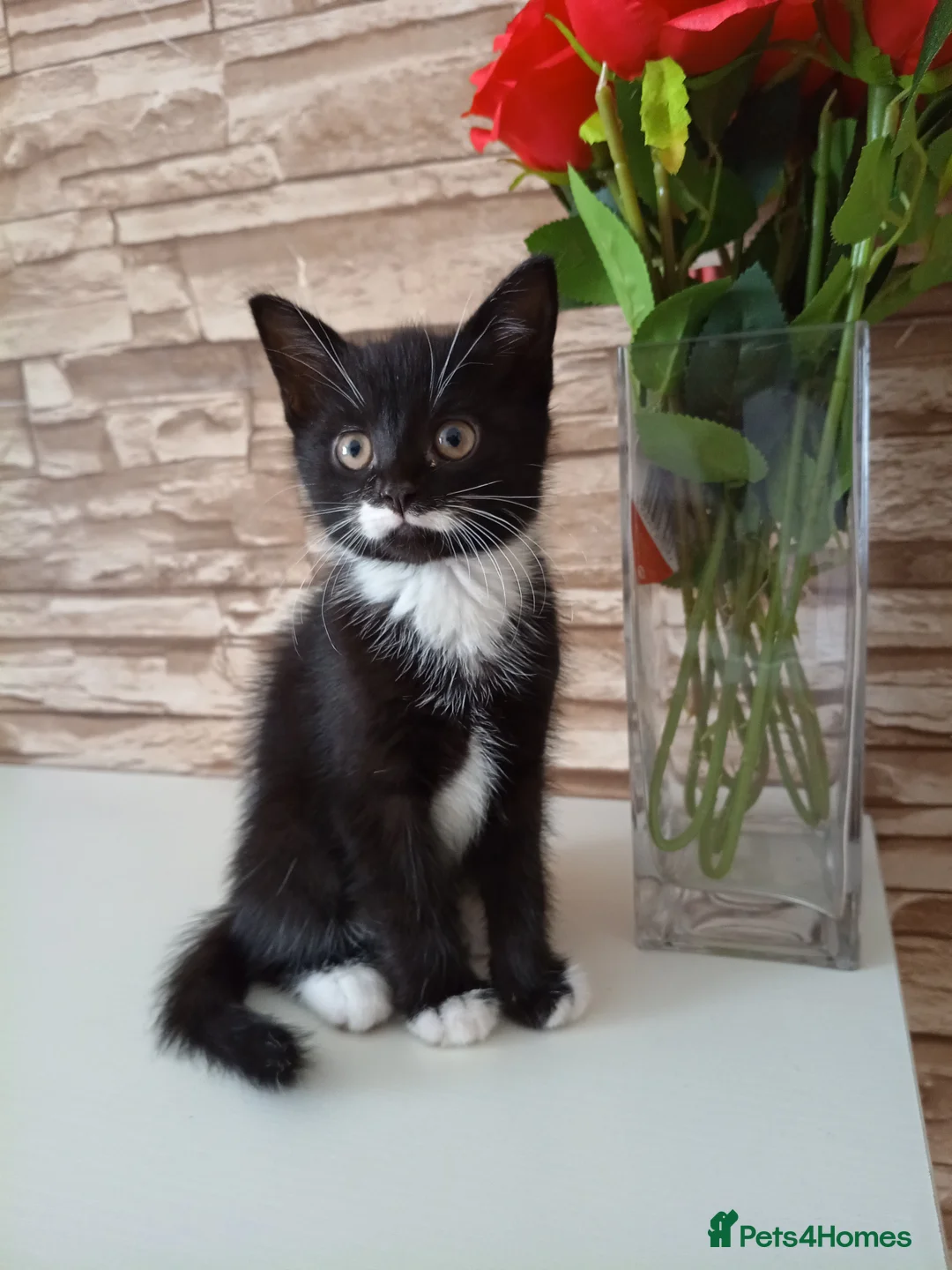 Mixed Breed cats for sale: Kittens  in Wolverhampton - Advert 1