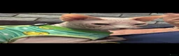 Sphynx cats for stud: Sphynx Stud Available for Mating - Advert 3