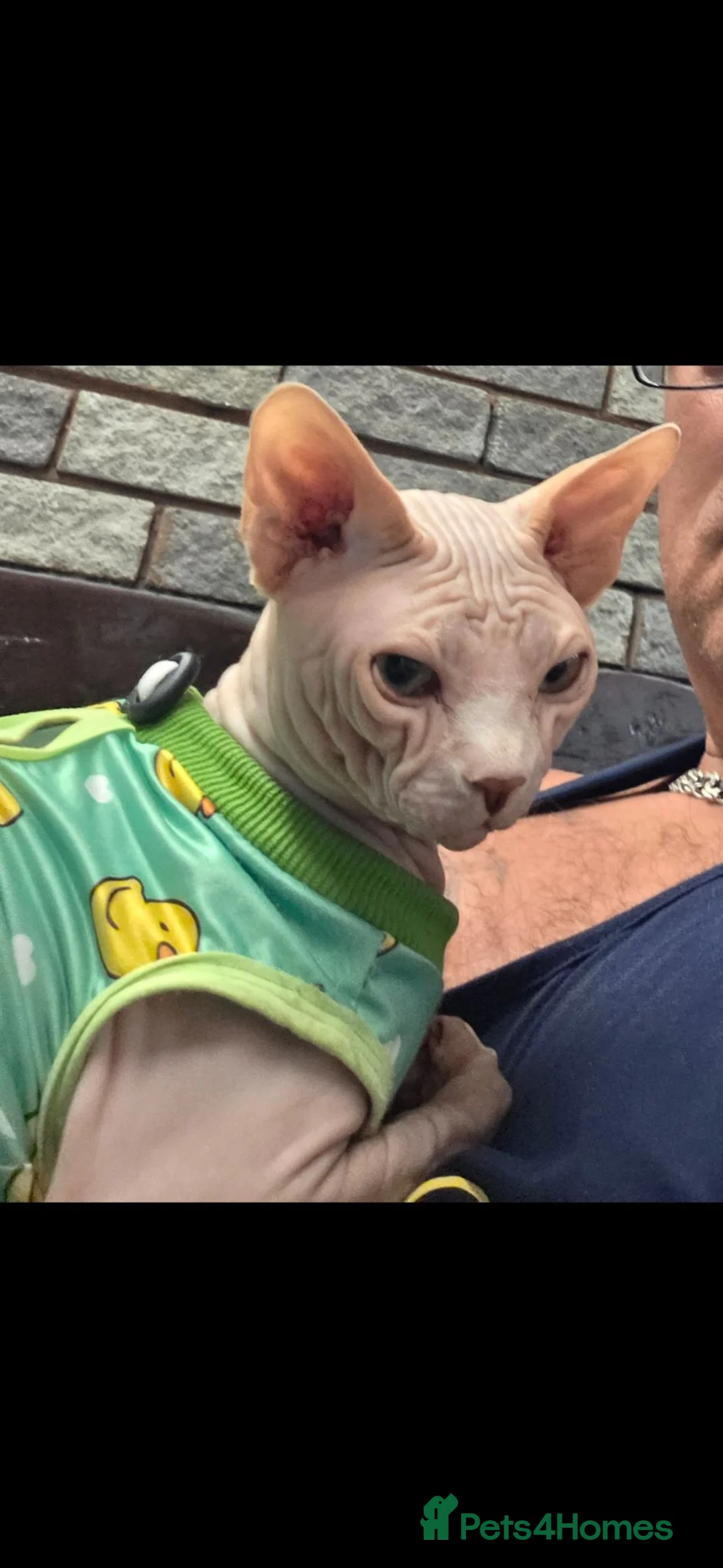 Sphynx cats for stud: Sphynx Stud Available for Mating - Advert 3