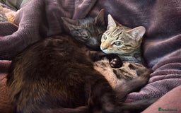 Bengal cats for sale: 2 Bengals Boy Brothers 11 Months Old - Advert 5