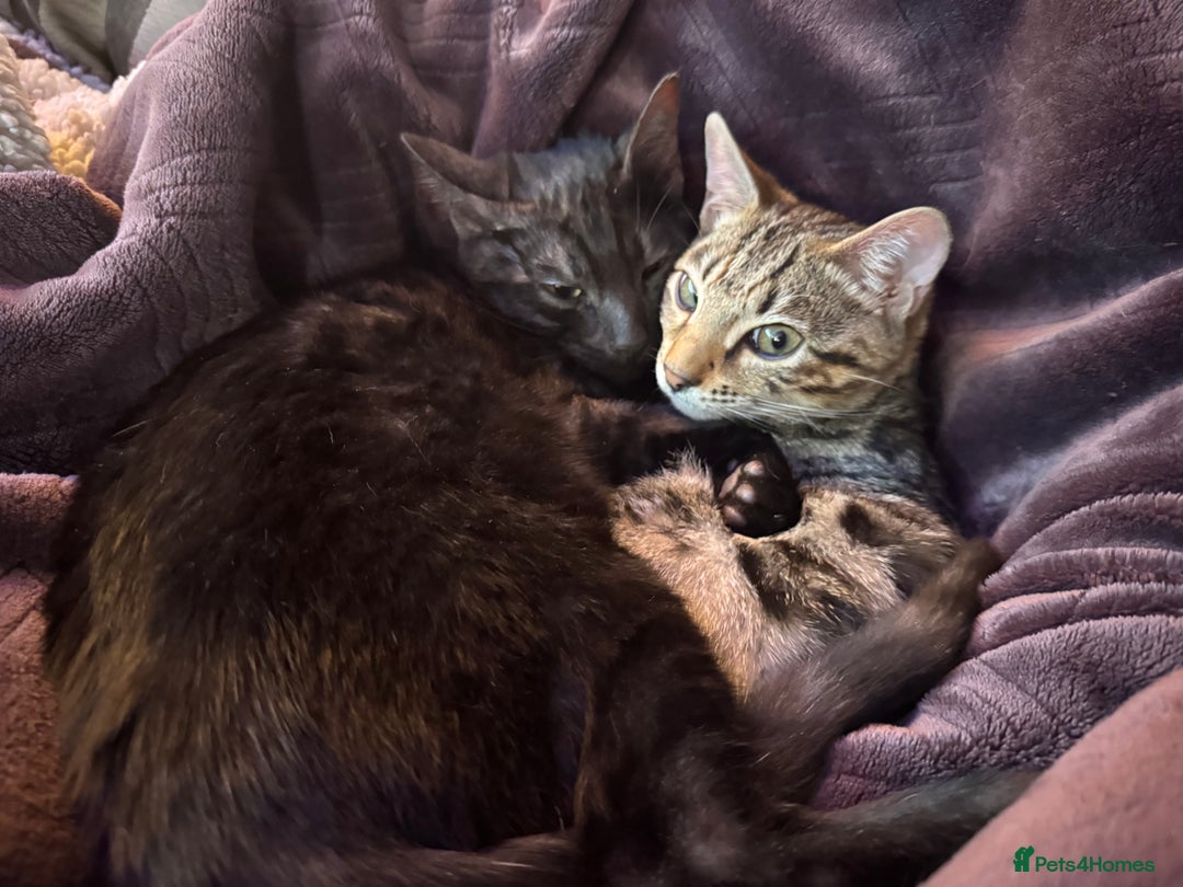 Bengal cats for sale: 2 Bengals Boy Brothers 11 Months Old - Advert 5