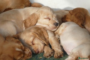 Cocker Spaniel dogs - Advert 10