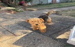 Welsh Terrier dogs for sale: Welsh Terrier - Image 2