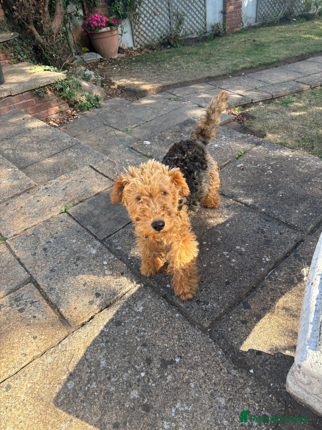 Welsh Terrier dogs for sale: Welsh Terrier - Image 2