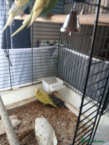 Budgerigars birds - Advert 2