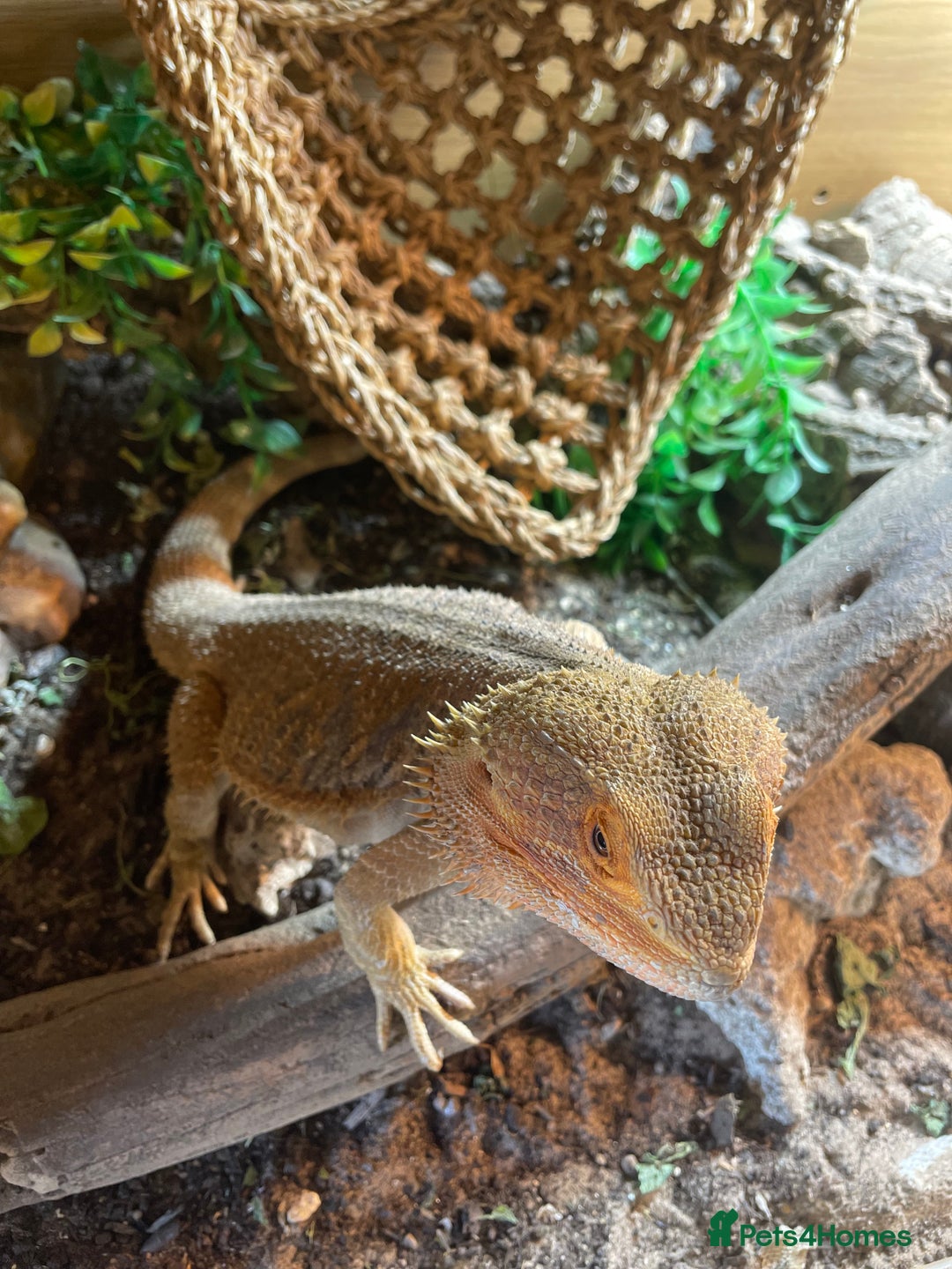 Bearded Dragon reptiles for sale: Bearded Dragon 20 months old  - Image 10