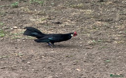 Chickens poultry for sale: Black Rosecomb Bantam pairs for sale  - Image 2