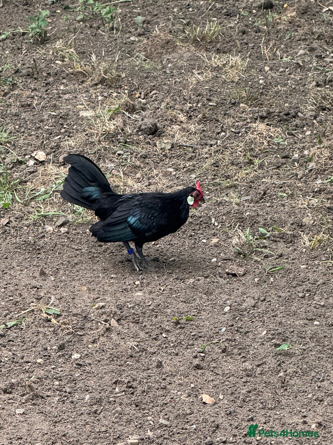 Chickens poultry for sale: Black Rosecomb Bantam pairs for sale  - Image 2
