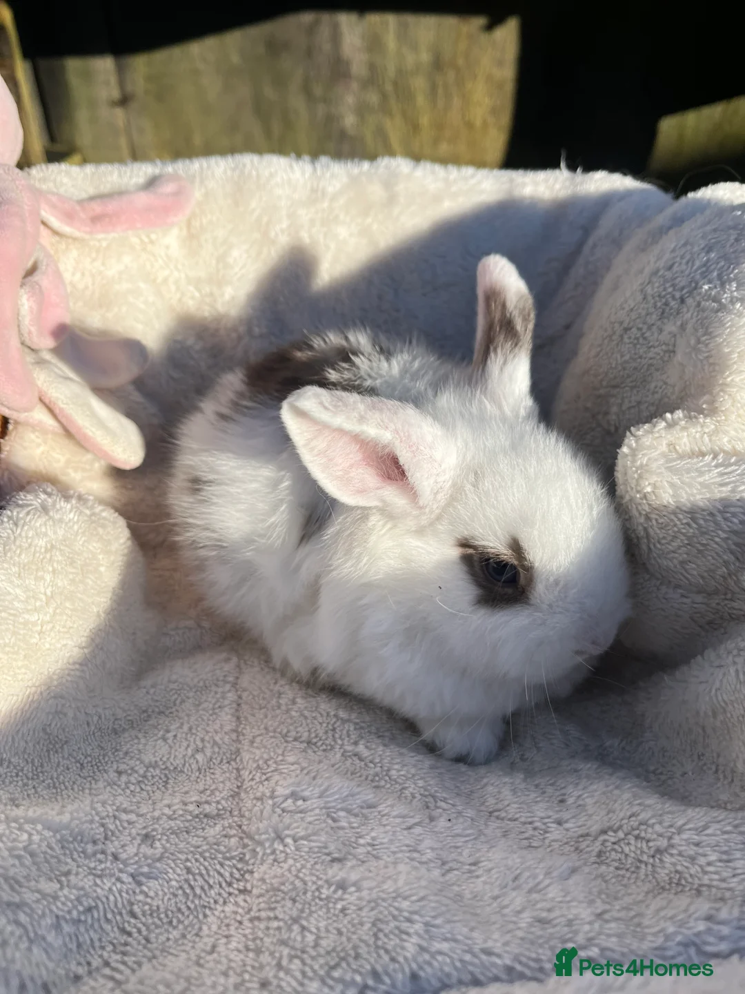 Mini Lop rabbits for sale: Gorgeous mini lops  - Advert 9