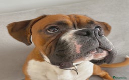 Boxer dogs for stud: Full pedigree boxer dog for stud  in Runcorn - Image 11