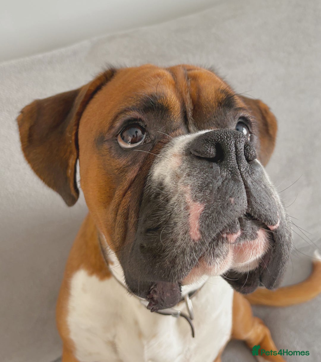 Boxer dogs for stud: Full pedigree boxer dog for stud  in Runcorn - Image 11