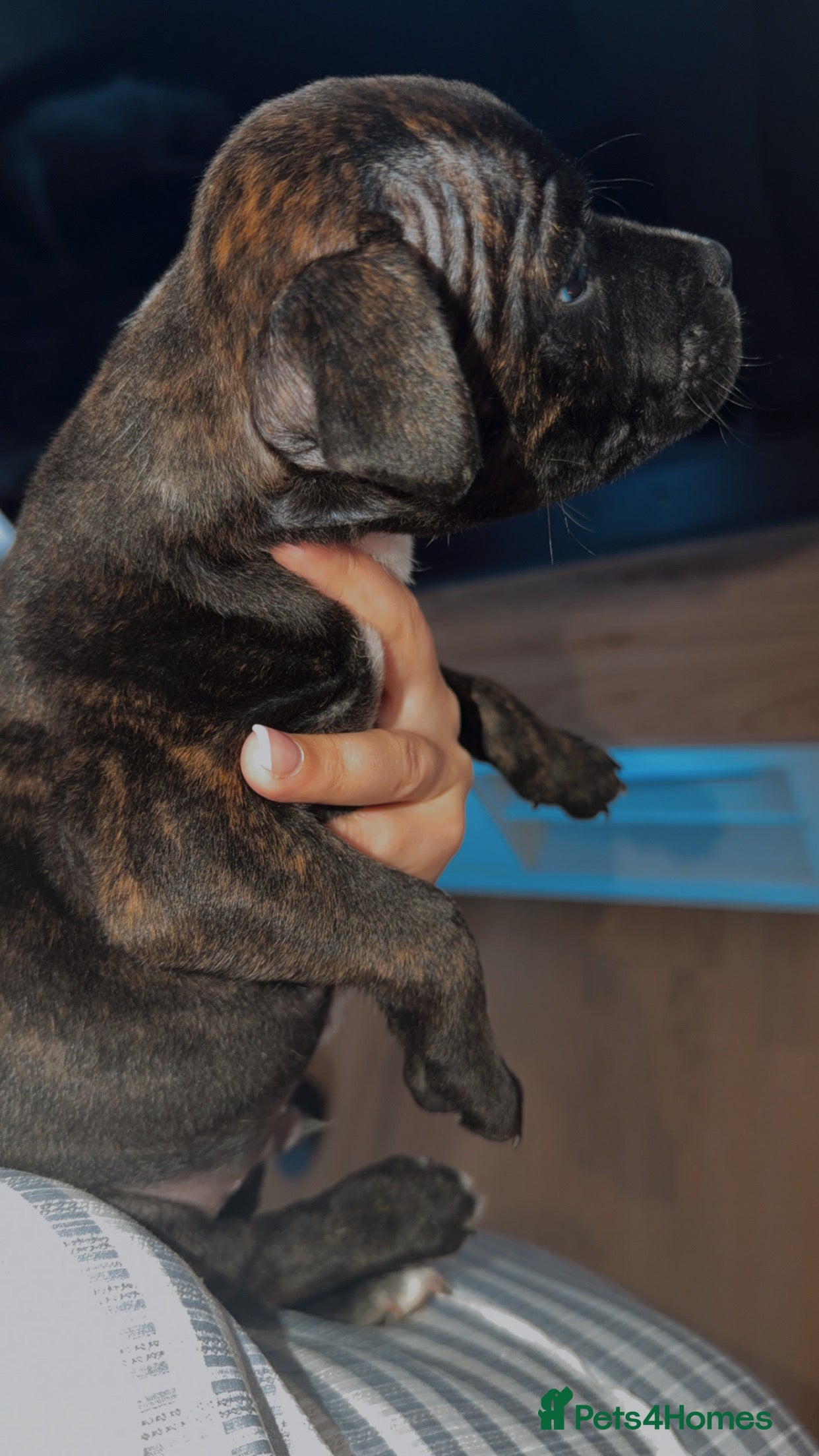 Staffordshire Bull Terrier dogs Champion bloodline kc reg brindle staffs🏆🏆🐶 - Advert 2