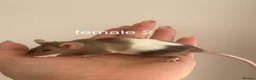 Mouse rodents for sale: Fancy mice for homes  - Advert 4