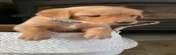 Goldador dogs for sale: Goldador puppies in Bishop Auckland - Advert 5