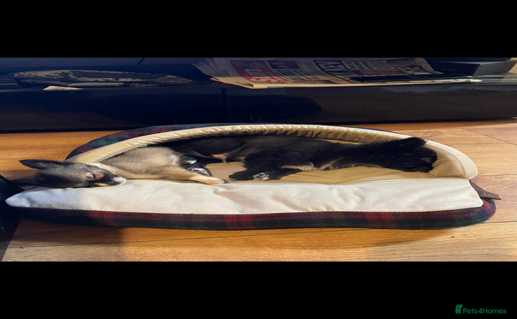 Chihuahua dogs - Advert 1