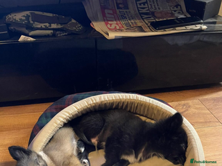 Chihuahua dogs - Advert 1