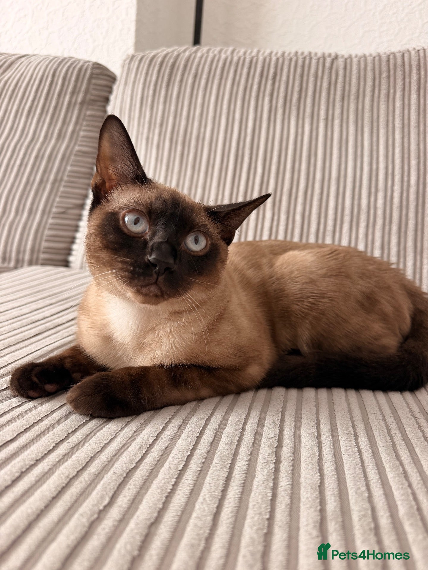 Mixed Breed cats Beautiful Young Male Cat Looking for a Loving Home - Advert 12